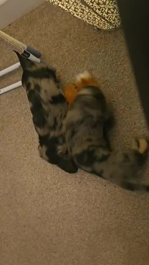 Miniature Dachshund dogs for sale: Beautiful Miniatures  in Manchester - Video 1