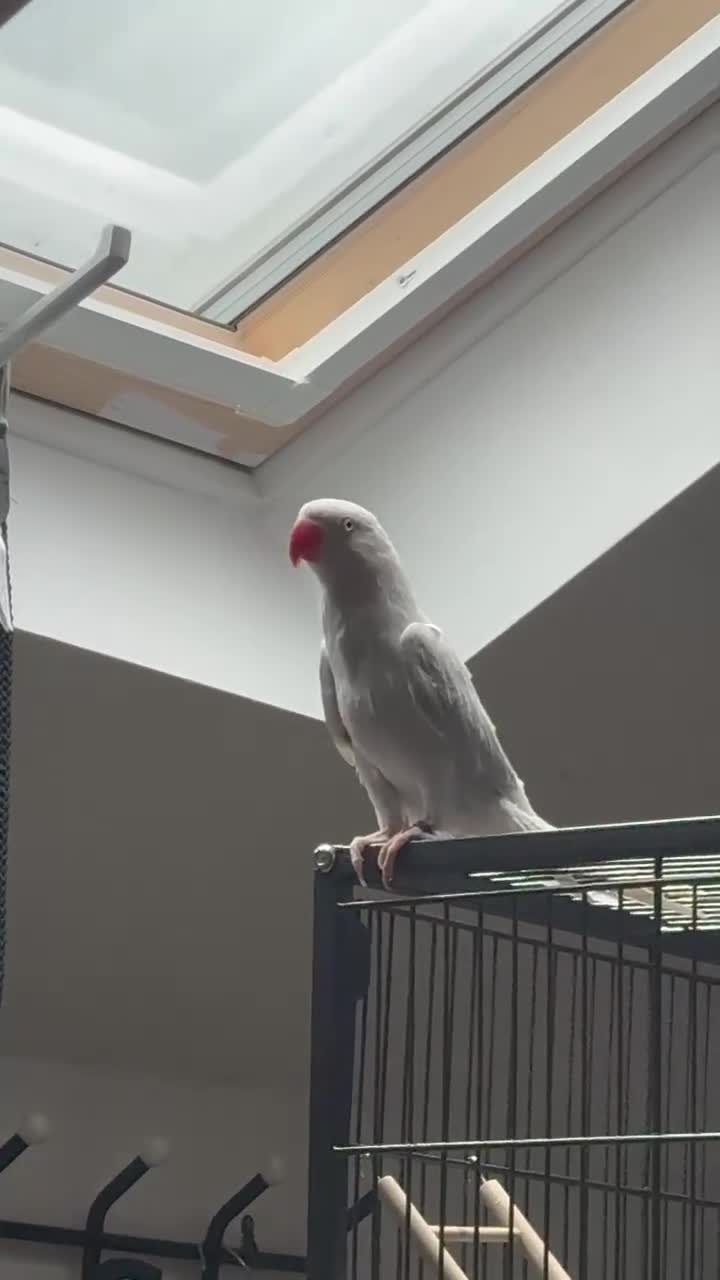 Ringnecks birds for sale: Ringneck - Video 1