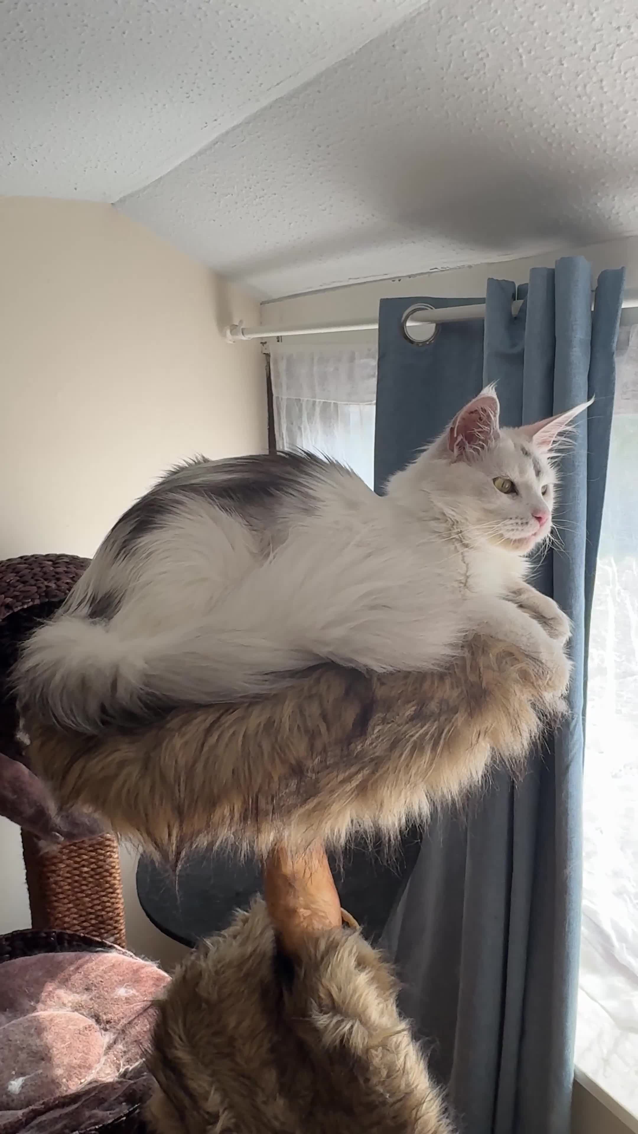 Maine Coon cats for sale: 🐾 Maine Coon Girl Looking for Her Forever Home🐾  - Video 1