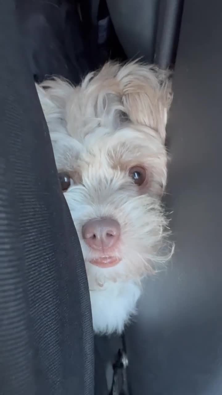 Shihpoo dogs for sale: Very cute Shihpoo - Video 2