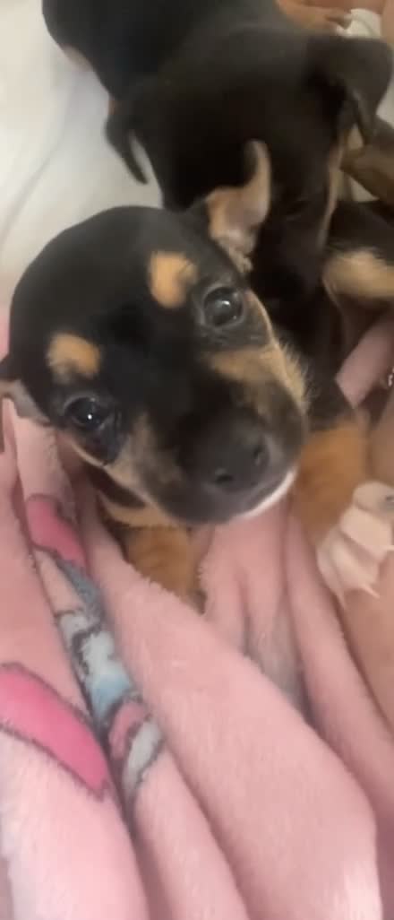 Jack Chi dogs for sale: Jackchi puppies - Video 1