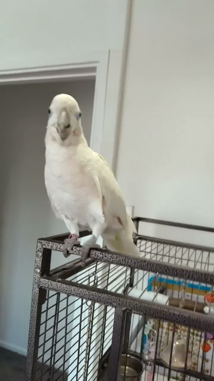 Cockatoo birds for sale: 2 year old male umbrella cockatoo  in Cardiff - Video 1