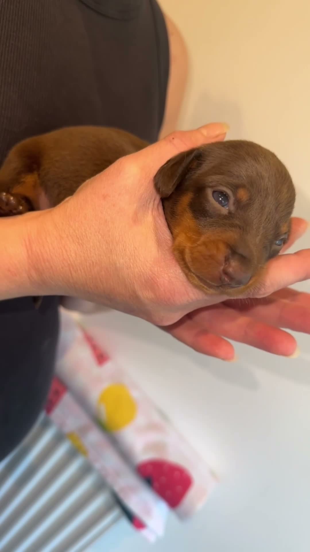 Dachshund dogs for sale: Miniature dachshund puppy - Video 1