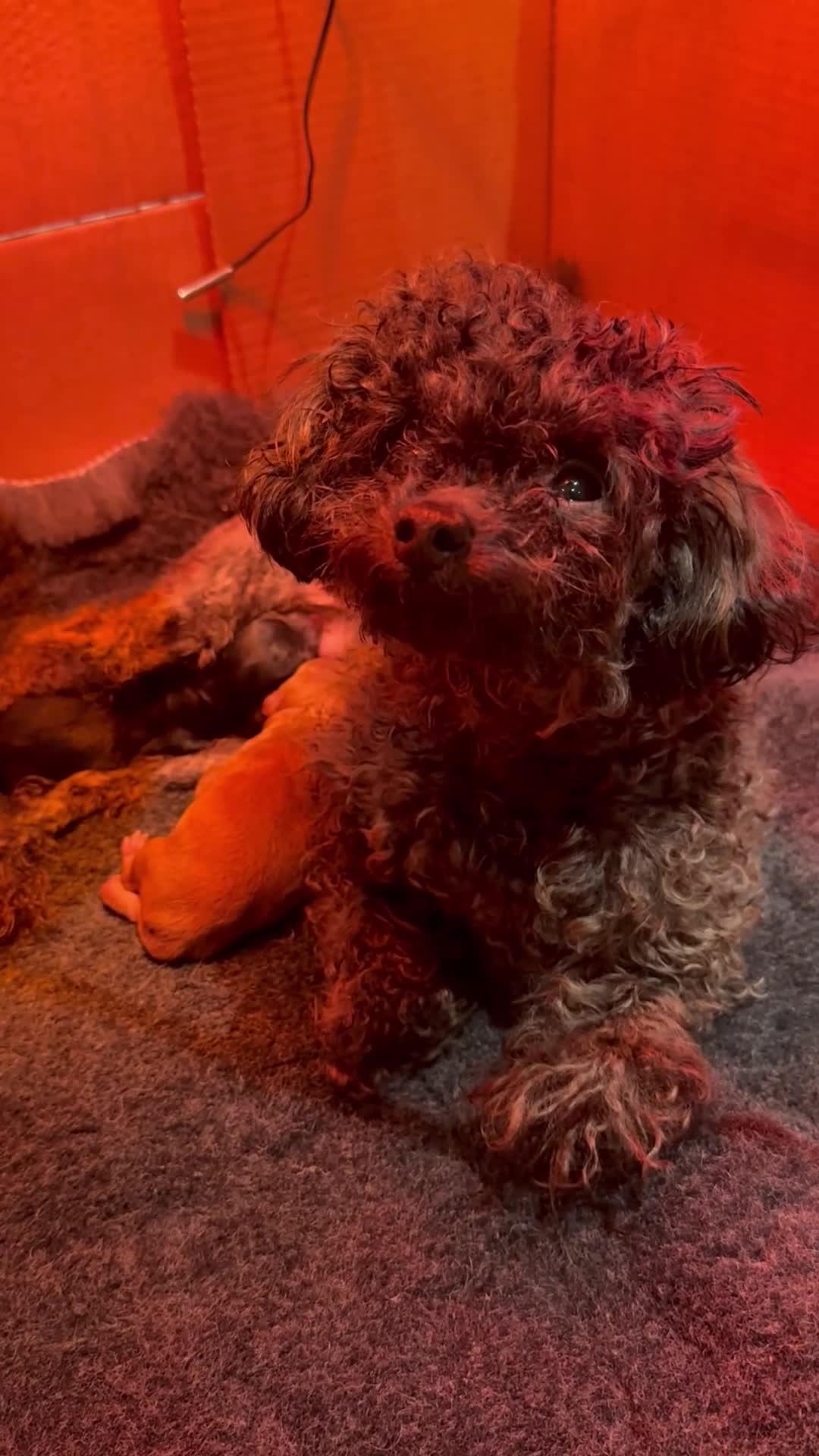 Toy Poodle dogs for sale: 100% Asian Toy Poodles 🐩🐩 - Structure & Colour - Video 1