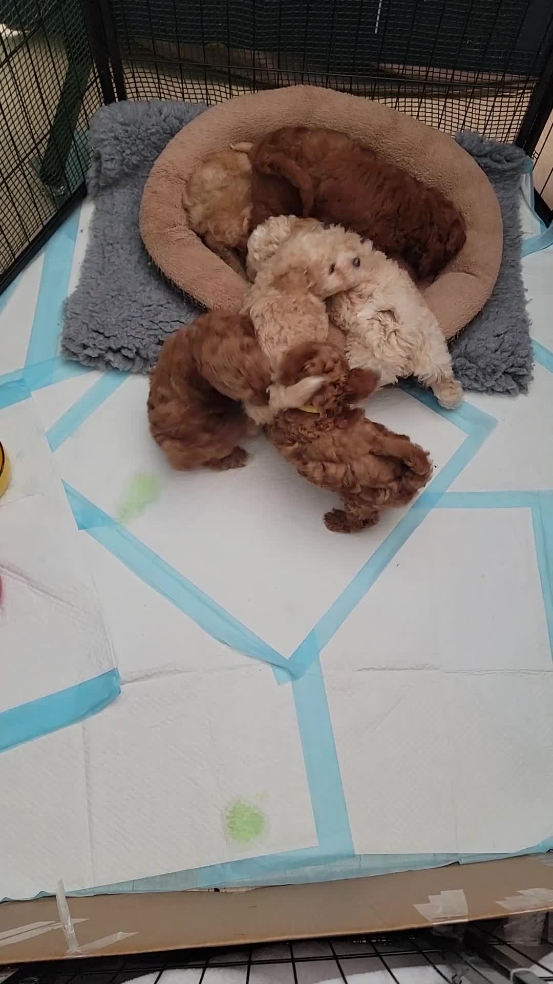 Maltipoo dogs for sale: F1b Maltipoo (Ready to leave now)   - Video 1