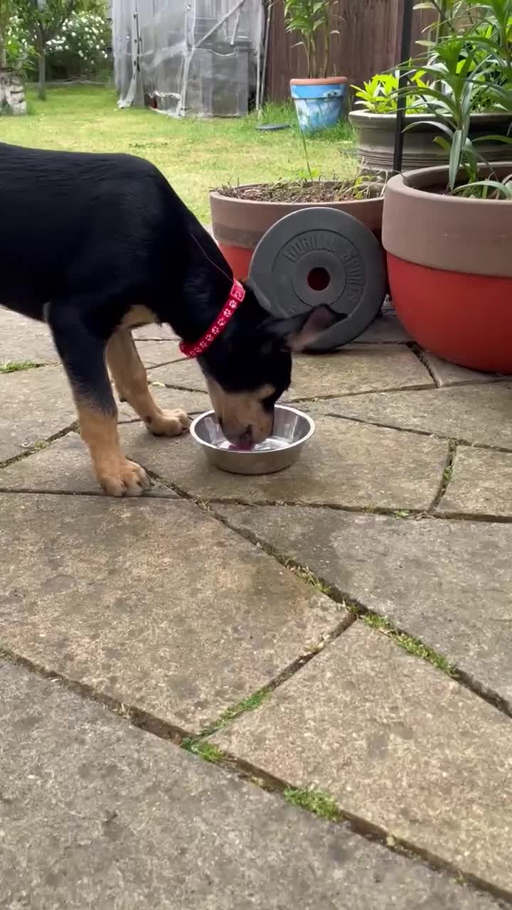 Australian Kelpie dogs for sale: Beautiful Australian Kelpie in Dagenham - Video 2
