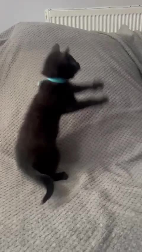 Mixed Breed cats for sale: 4 gorgeous black kittens for sale  - Video 1