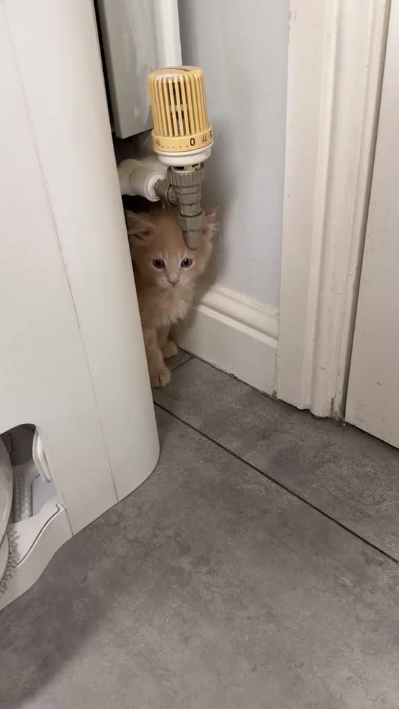 Maine Coon cats for sale: Full Maincoon Kitten ready for her home - Video 1