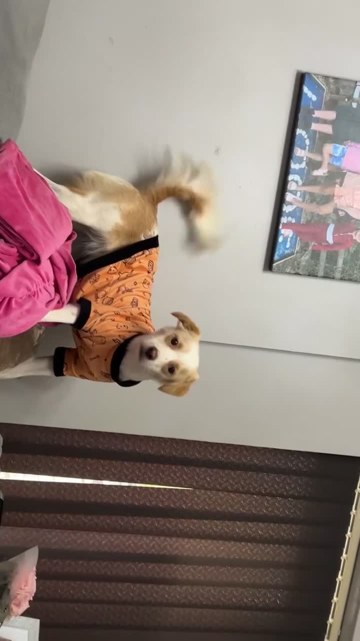 Mixed Breed dogs for sale: amalia - Video 1