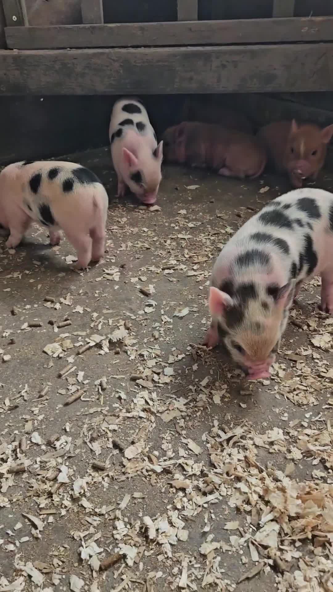 Pig livestock for sale: Adorable Mini Pigs: Spotted & Ginger, M&F in Birmingham - Video 1