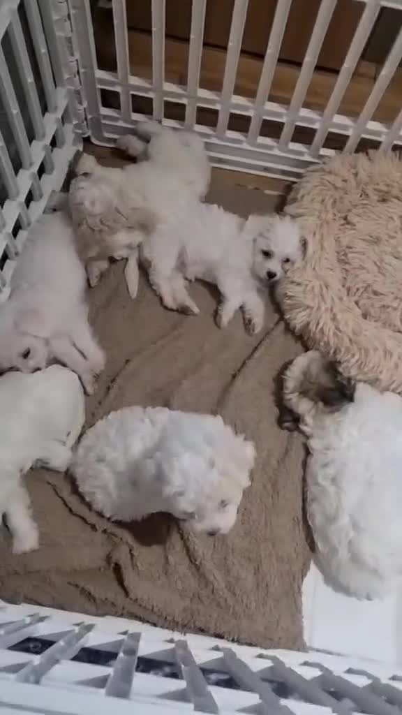 Zuchon dogs for sale: Bichon Frise puppy for sale  - Video 2