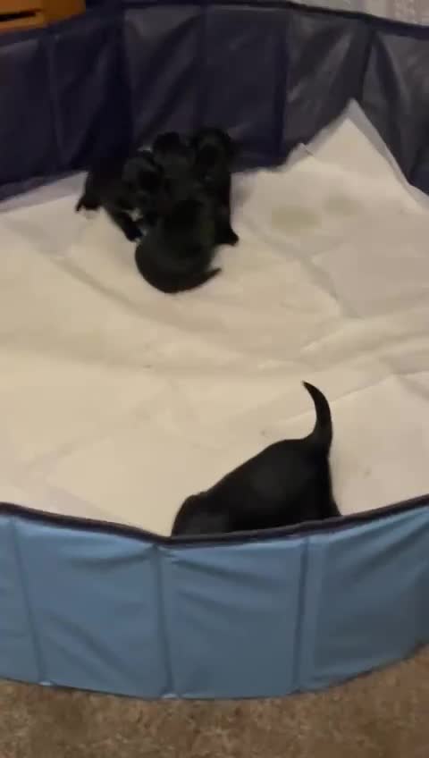 Mixed Breed dogs for sale: Border collie x cocker spaniel  - Video 1