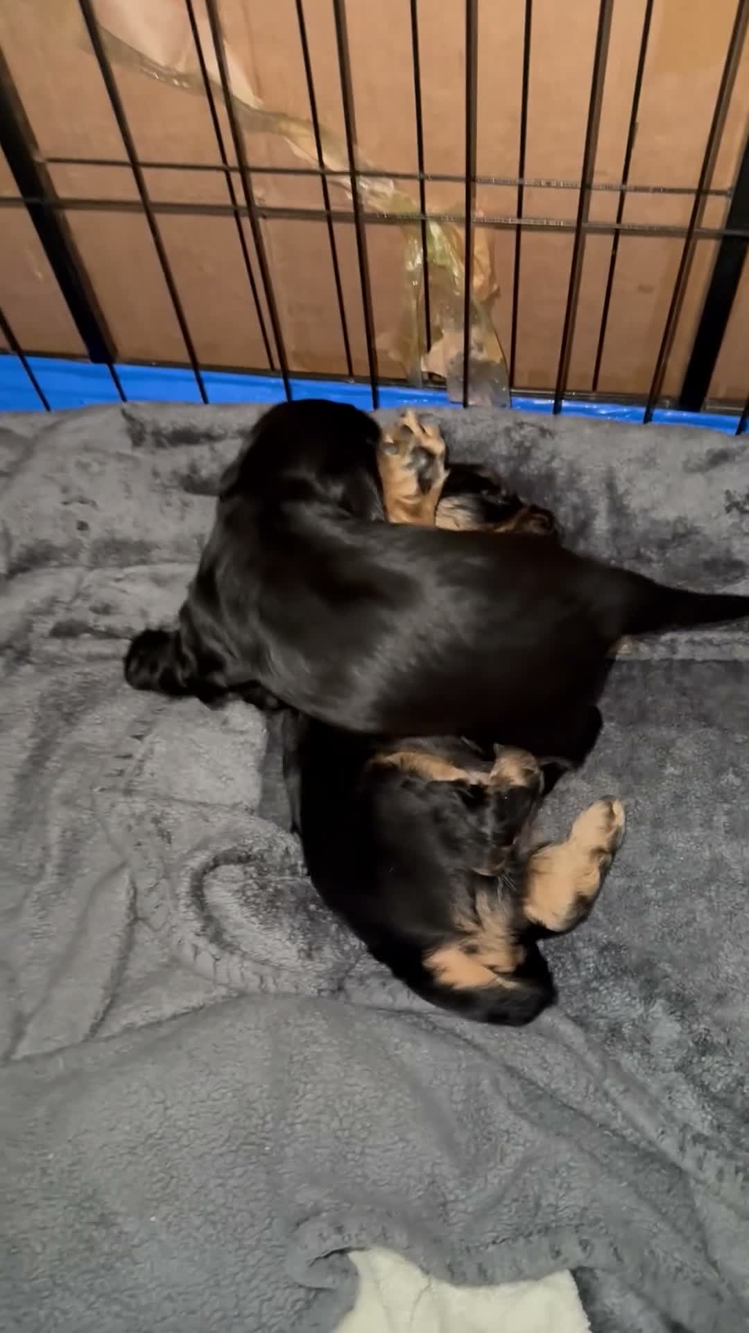 Cockapoo dogs for sale: Stunning cockapoos - Video 1