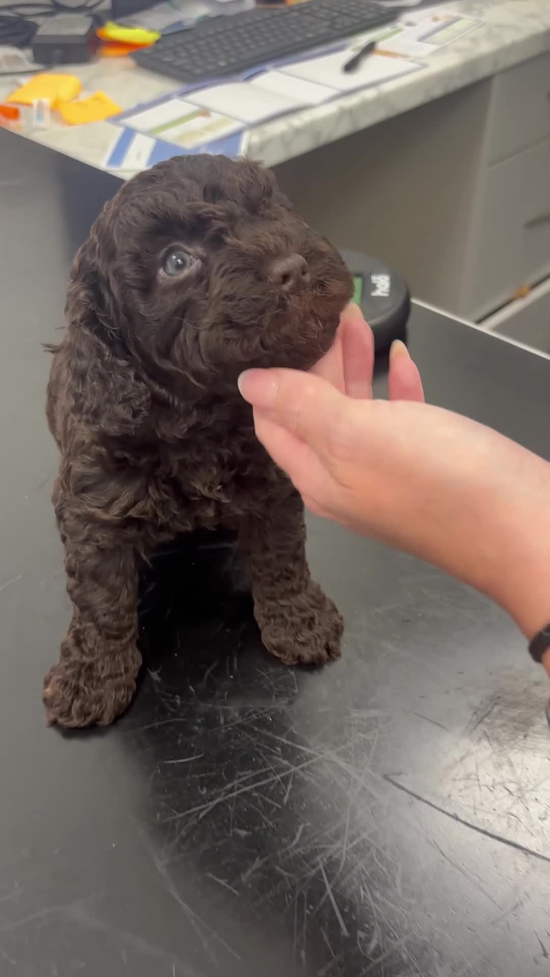 Cockapoo dogs for sale: 🌼4 COCKERPOO’s ready now in CHESHIRE🌼 - Video 3