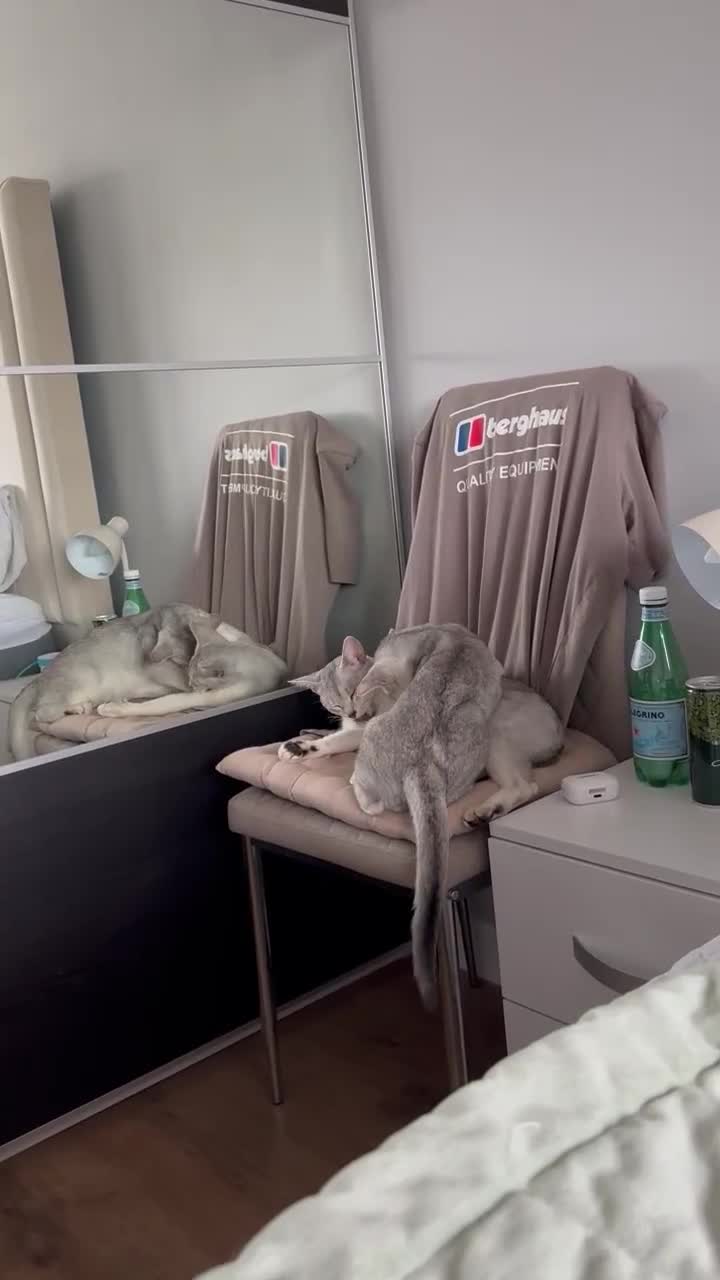 Abyssinian cats for sale: Pedigree Silver Abyssinian kittens left 1 female - Video 2