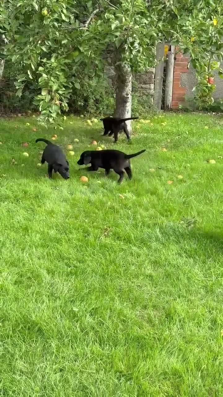 Labrador Retriever dogs for sale: Well bred KC Reg Labrador puppies - Video 4
