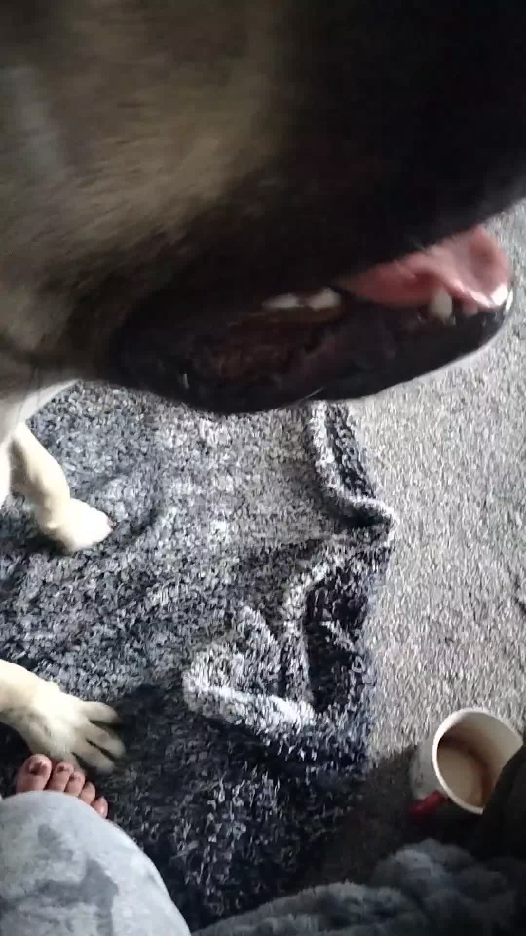 Mixed Breed dogs for sale: AMERICAN BULLDOG MIX FOR SALE ASAP - Video 2