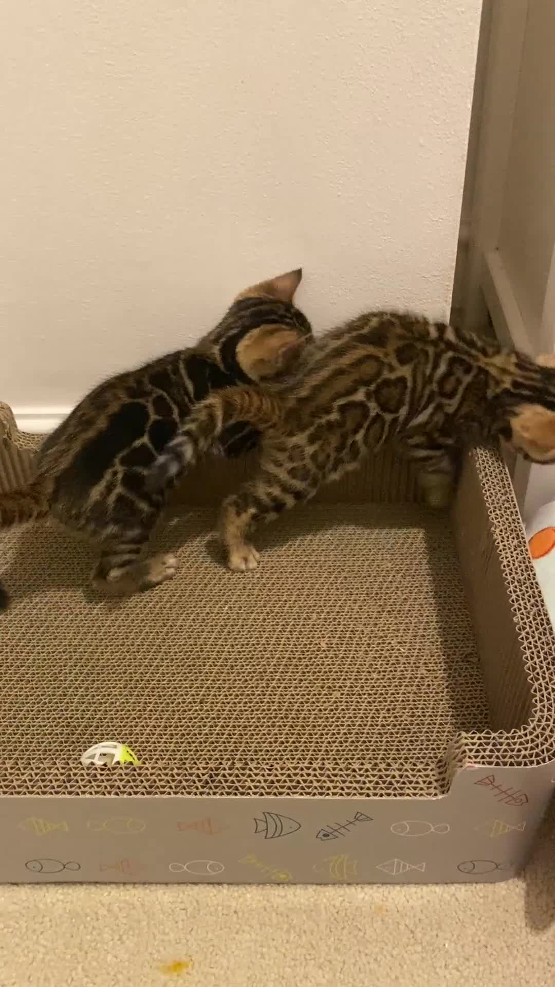 Bengal cats for sale: One Girl left .😻✨TICA registered  - Video 1