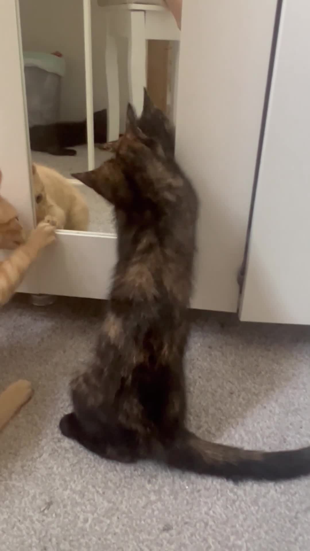 Mixed Breed cats for sale: 2 boys + girl - Video 1