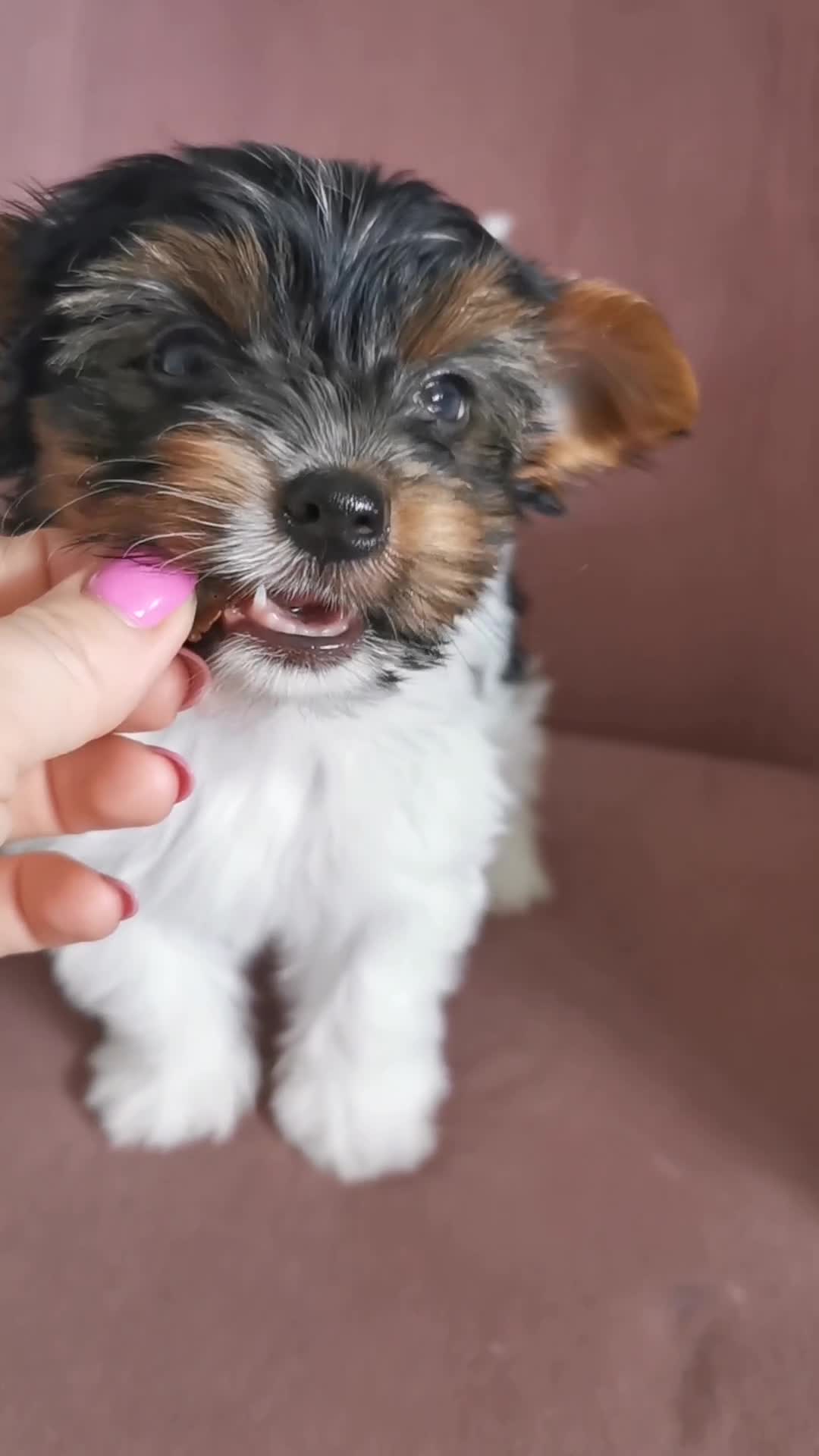 Yorkshire Terrier dogs for sale: Biewer Yorkshire Terrier🐶 Two Boys🧬PURE BLOOD in Hull - Video 1