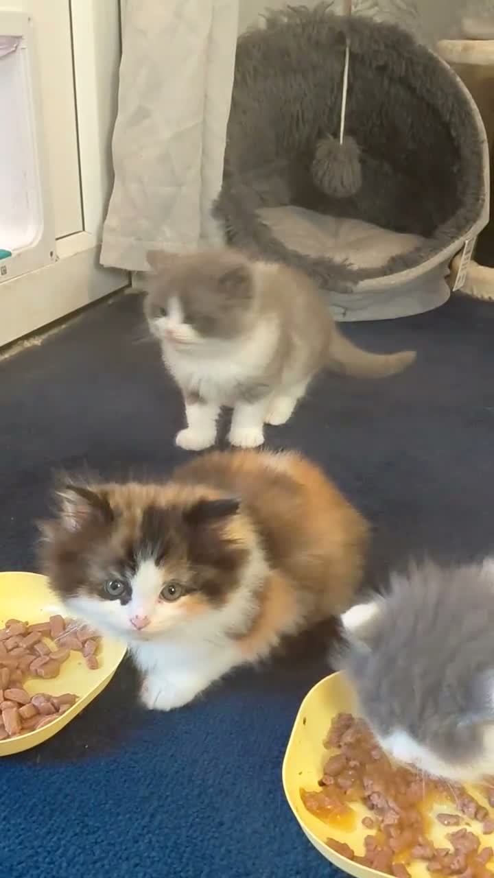 Perdoll cats for sale: Ragdoll x persian  - Video 1