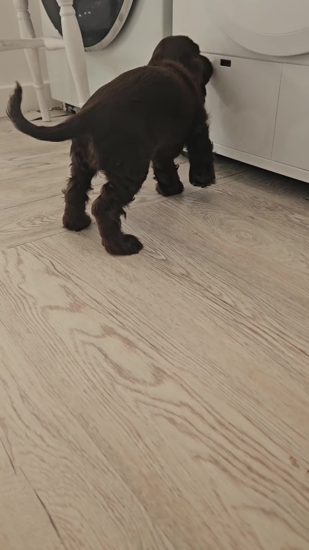 Cocker Spaniel dogs for sale: Show cocker spaniel  - Video 1