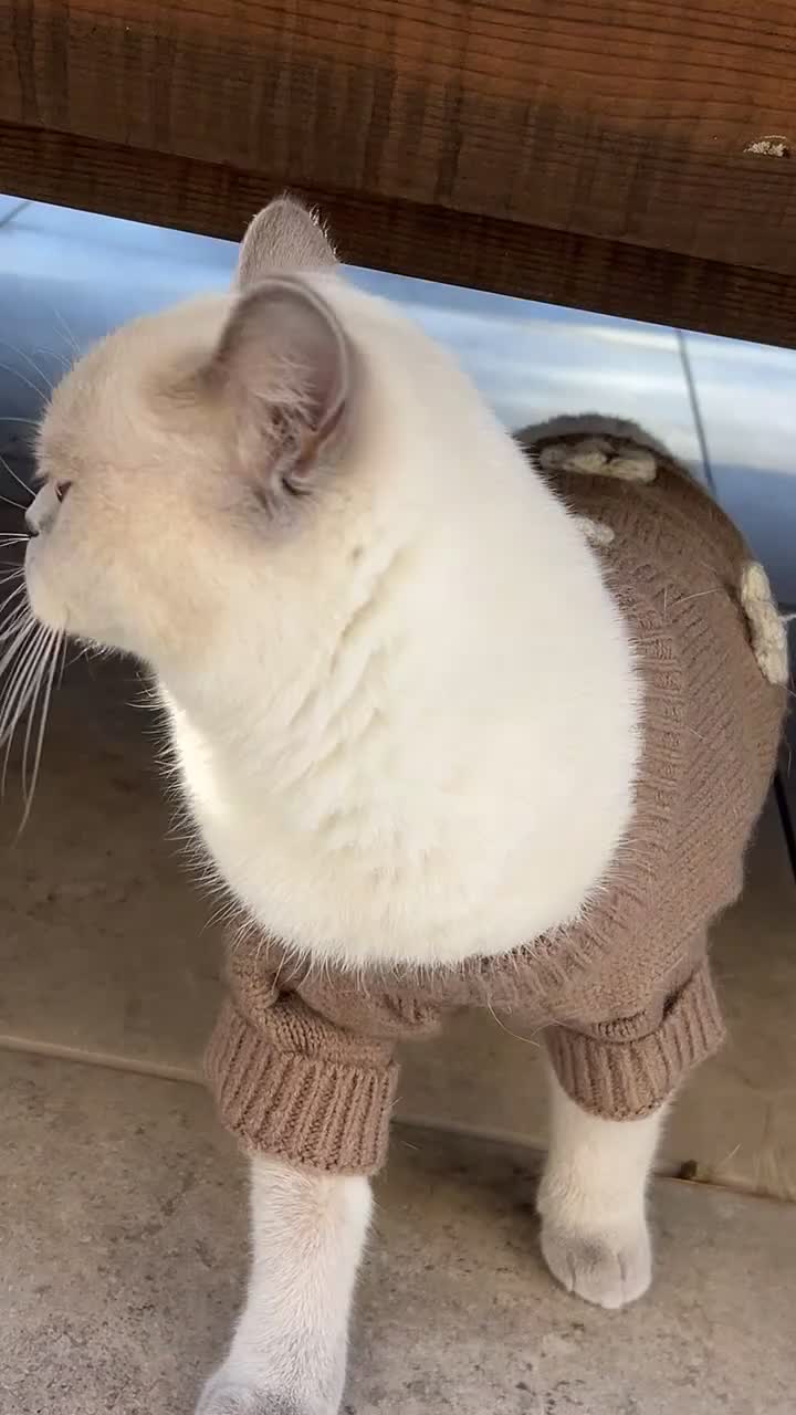 British Shorthair cats for sale: Gorgeous Cat Looking for a Loving New Home - Video 1