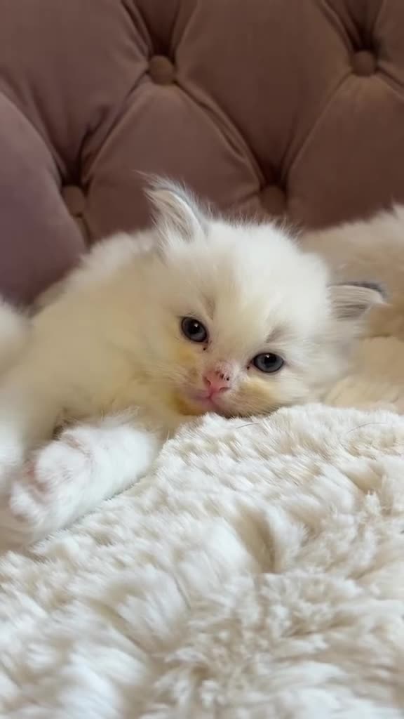 Ragdoll cats for sale: Stunning Blue Point Ragdolls -Ready 4th August  - Video 1