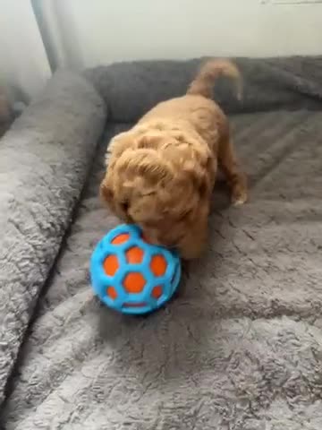 Cockapoo dogs for sale: Beautiful Cockapoo Puppies - Video 4