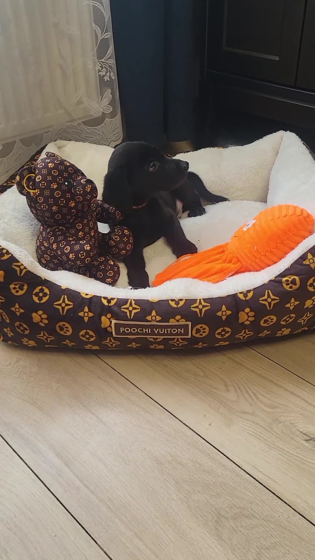 Labrador Retriever dogs for sale: KC registered Labrador Retriever puppies - Video 3