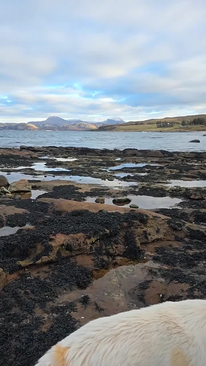 Mixed Breed dogs for sale: Highland Shepherd Puppies!!! - Video 3