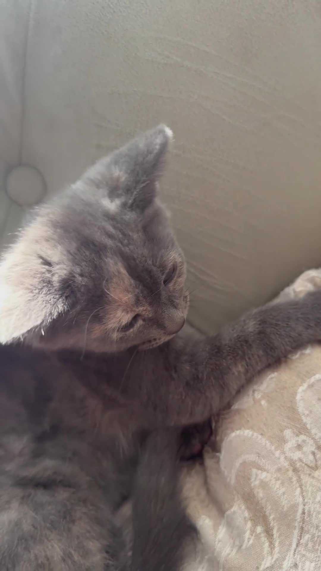 Mixed Breed cats for sale: russian blue mix breed - Video 2