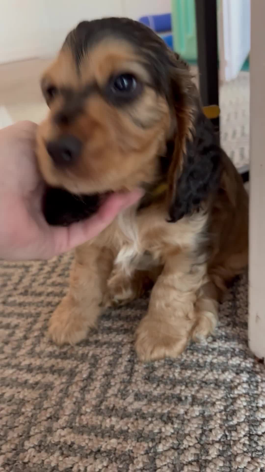 Cocker Spaniel dogs for sale: Adorable Sable Cocker Spaniel Puppies  - Video 1