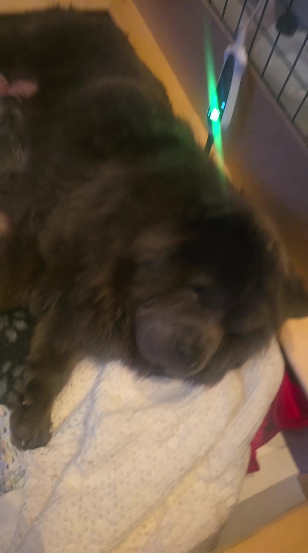 Chow Chow dogs for sale: 7 beautiful chow chow for sales - Video 2