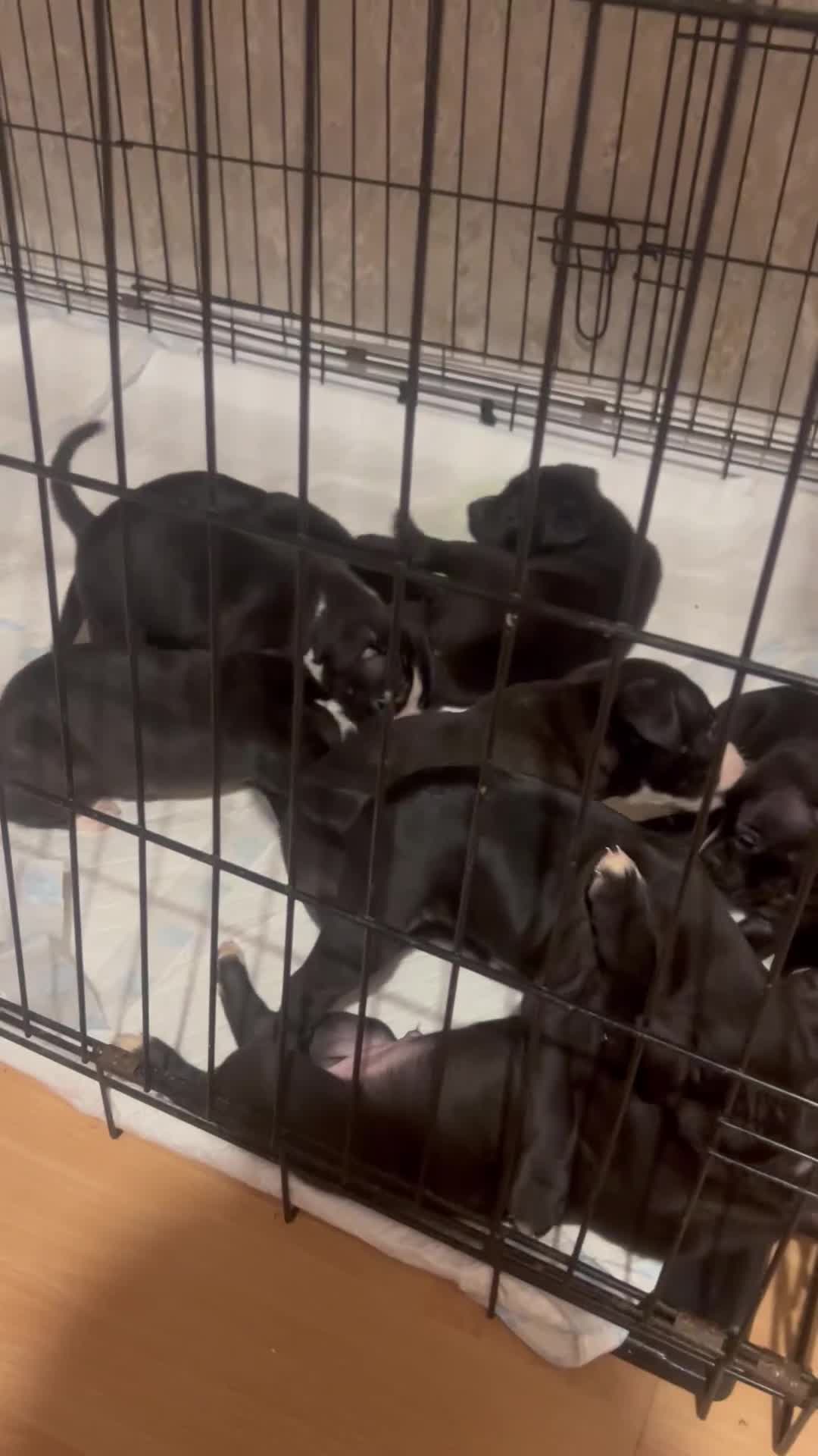 Staffordshire Bull Terrier dogs for sale: Staffy Puppy  - Video 2