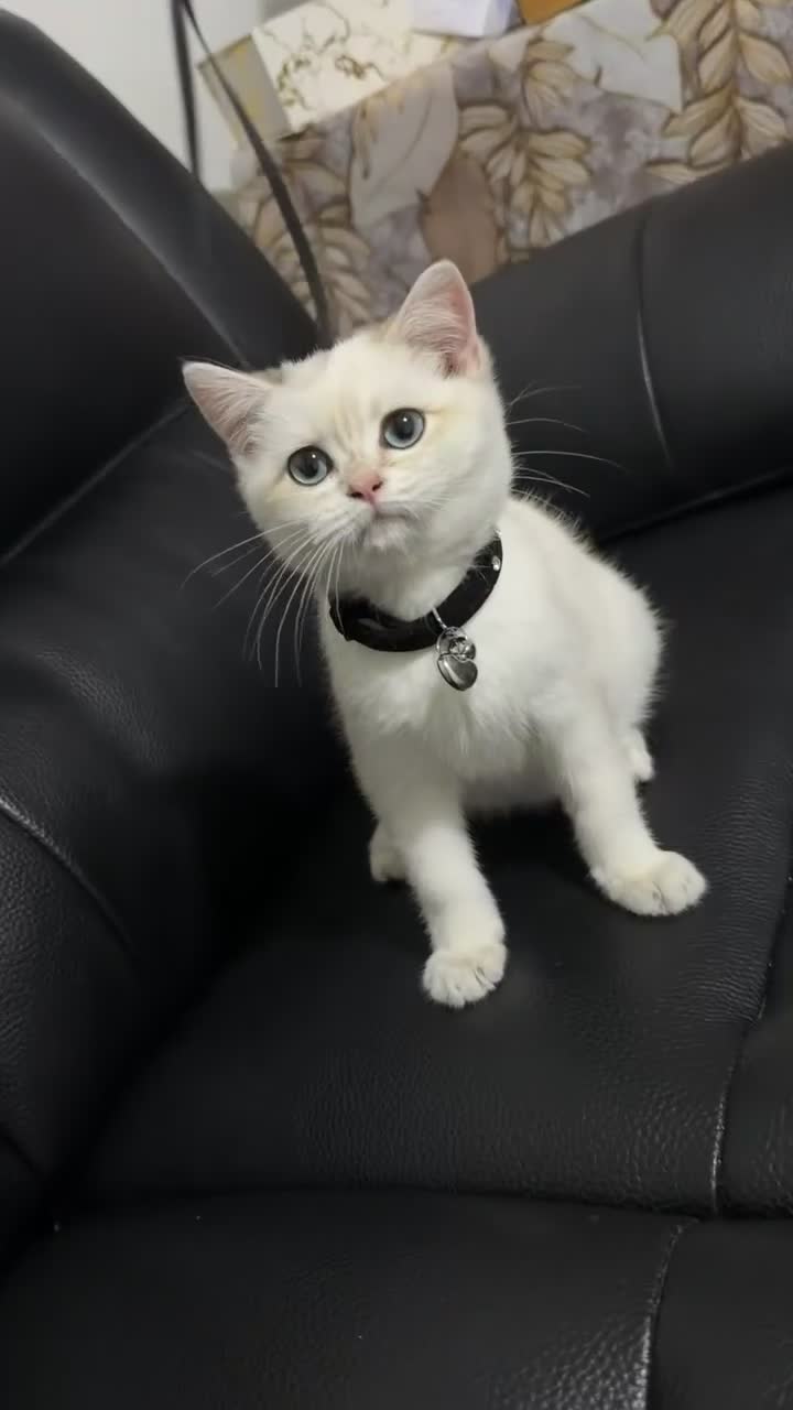 British Shorthair cats for sale: Pure British shorthair Male Kitten💙 - Video 1
