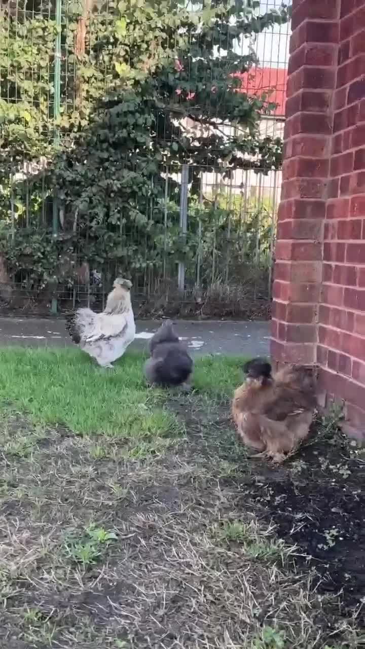 Chickens poultry for sale: Silkie Rooster  - Video 1