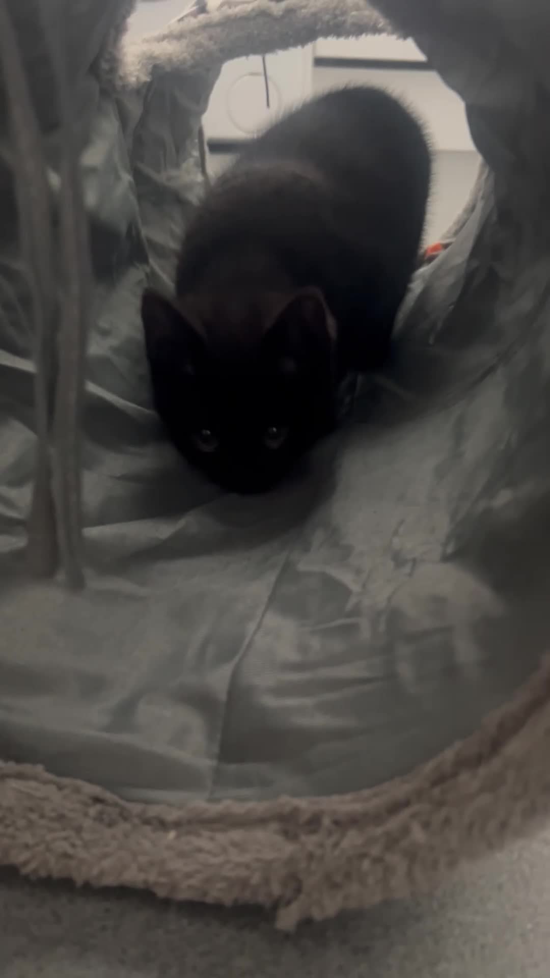 British Shorthair cats for sale: 🐾 Very cute British shorthair Black girl 🐾 - Video 2