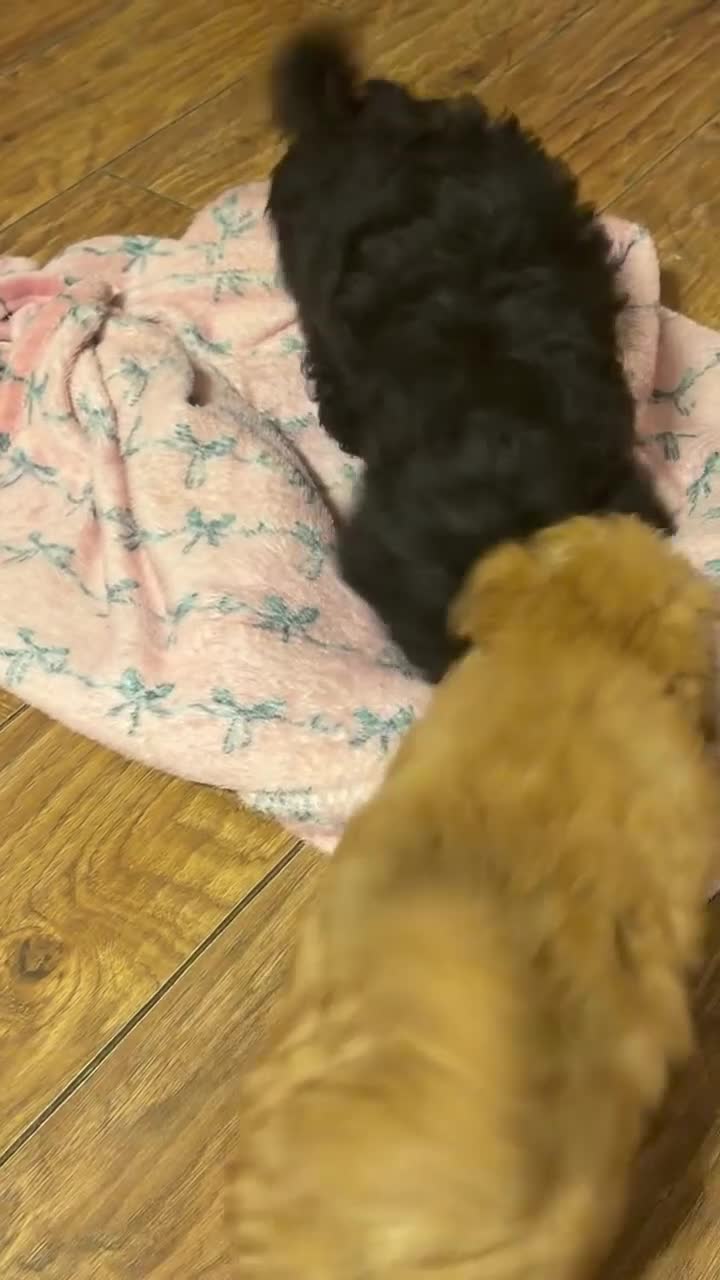 Mixed Breed dogs for sale: Biewdle- Biewer Terrier x mini poodle - Video 2