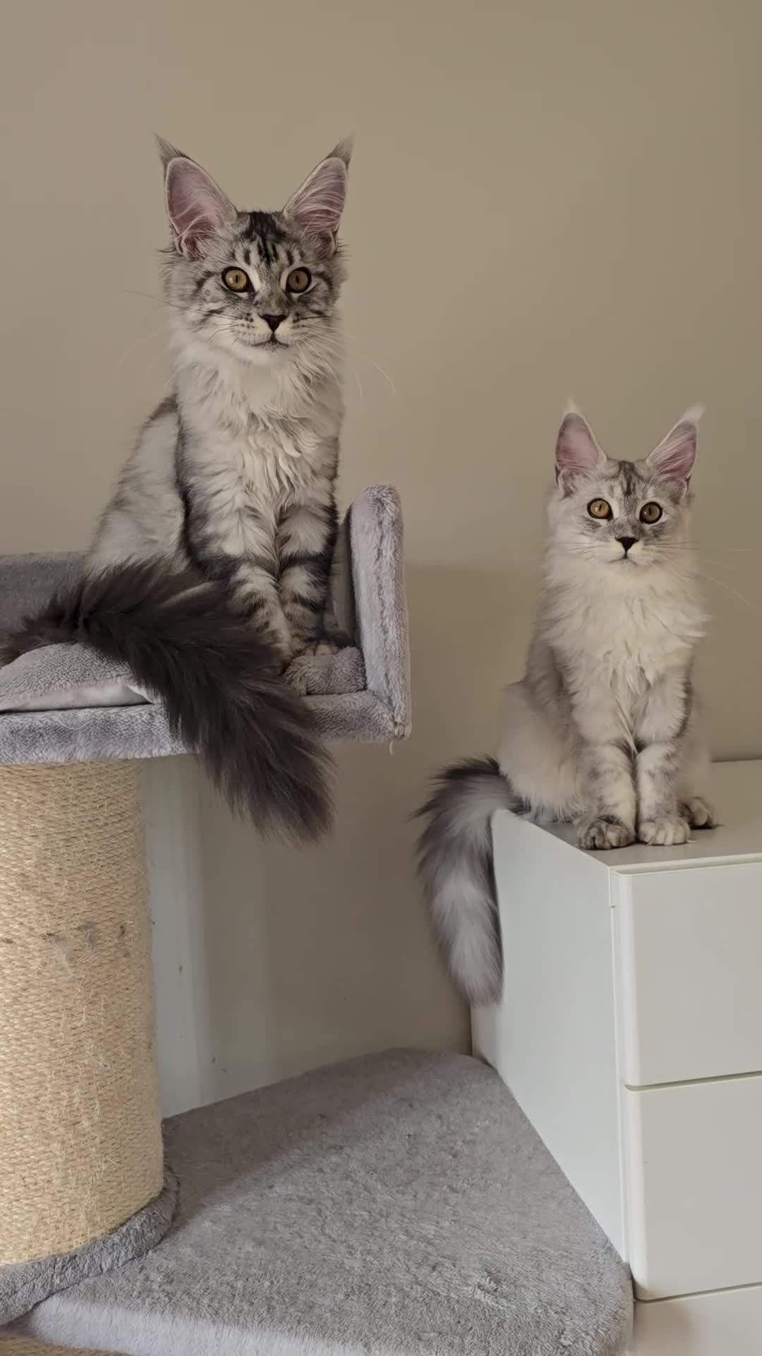 Maine Coon cats for sale: Maine Coon kittens  - Video 5