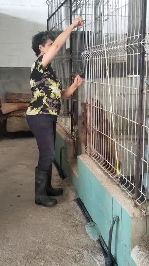 Brittany Spaniel dogs for adoption: Young male Brittany, Eto in Matlock - Video 1