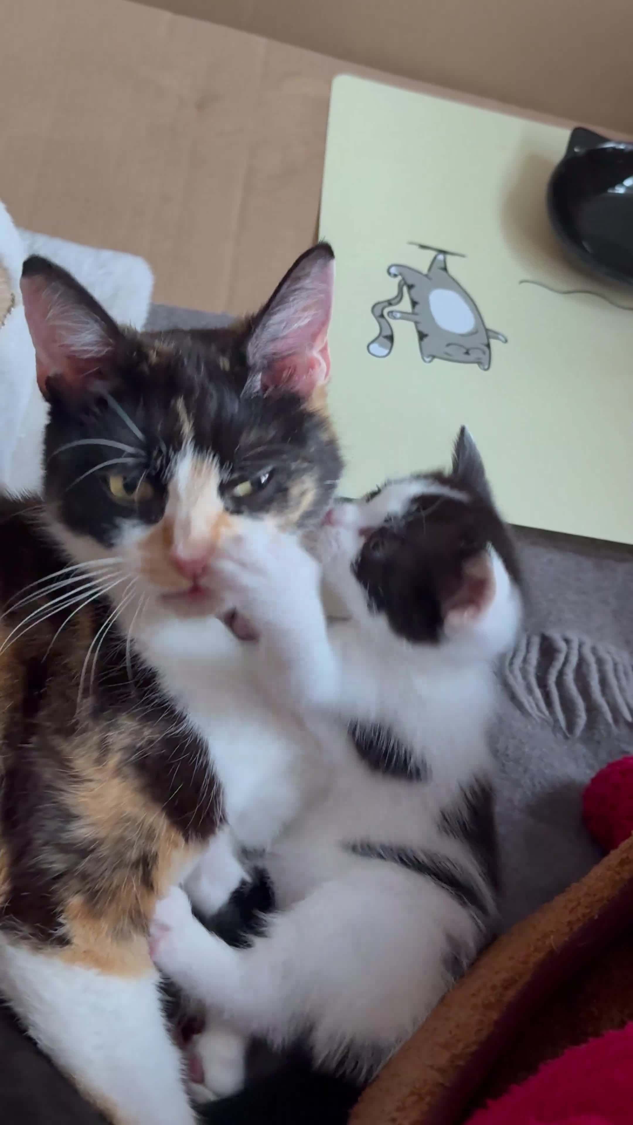 Mixed Breed cats for sale: Beautiful kittens for sale  - Video 3