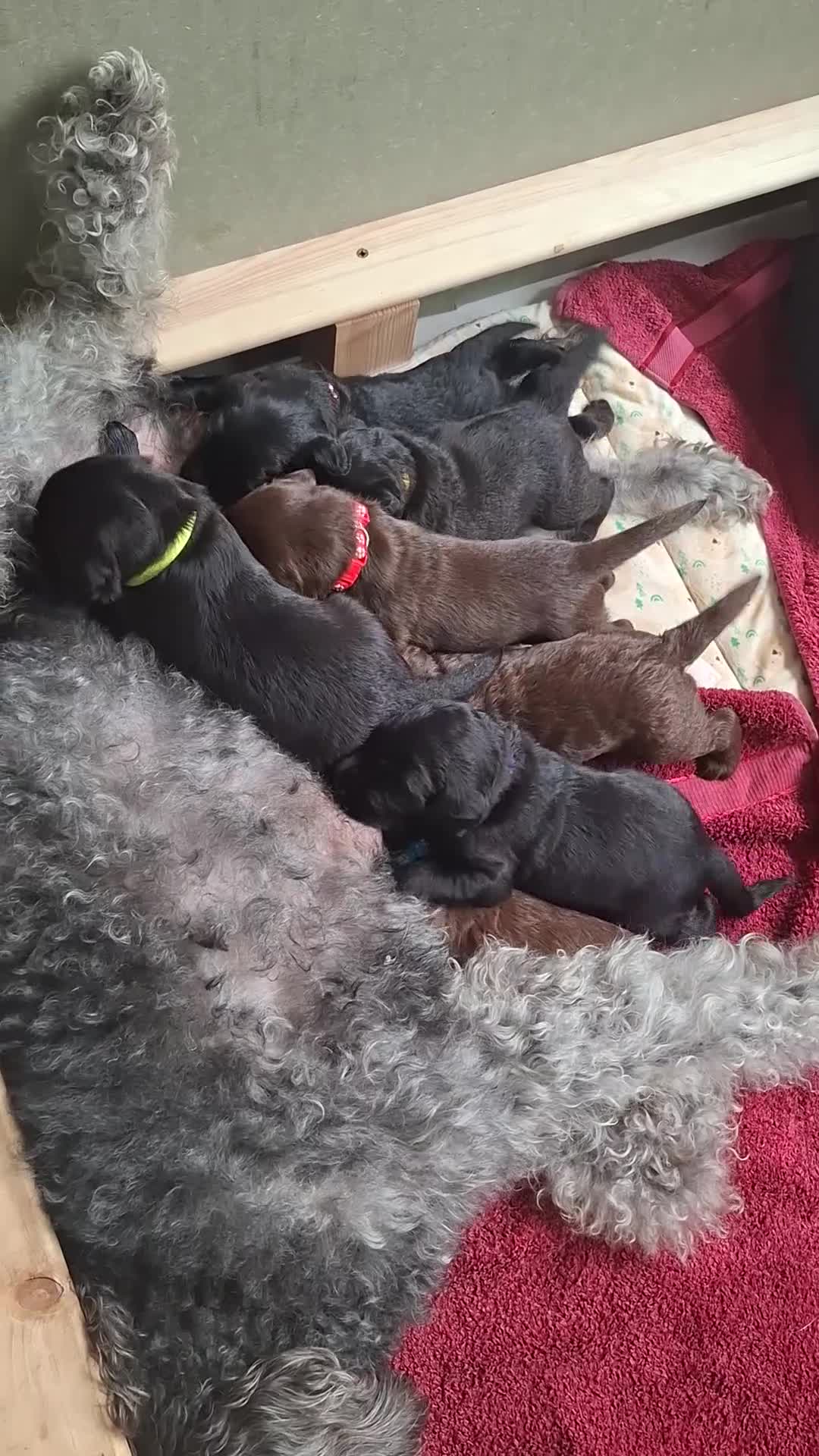 Labradoodle dogs for sale: Beautiful F3b labradoodle puppies in Ipswich - Video 1