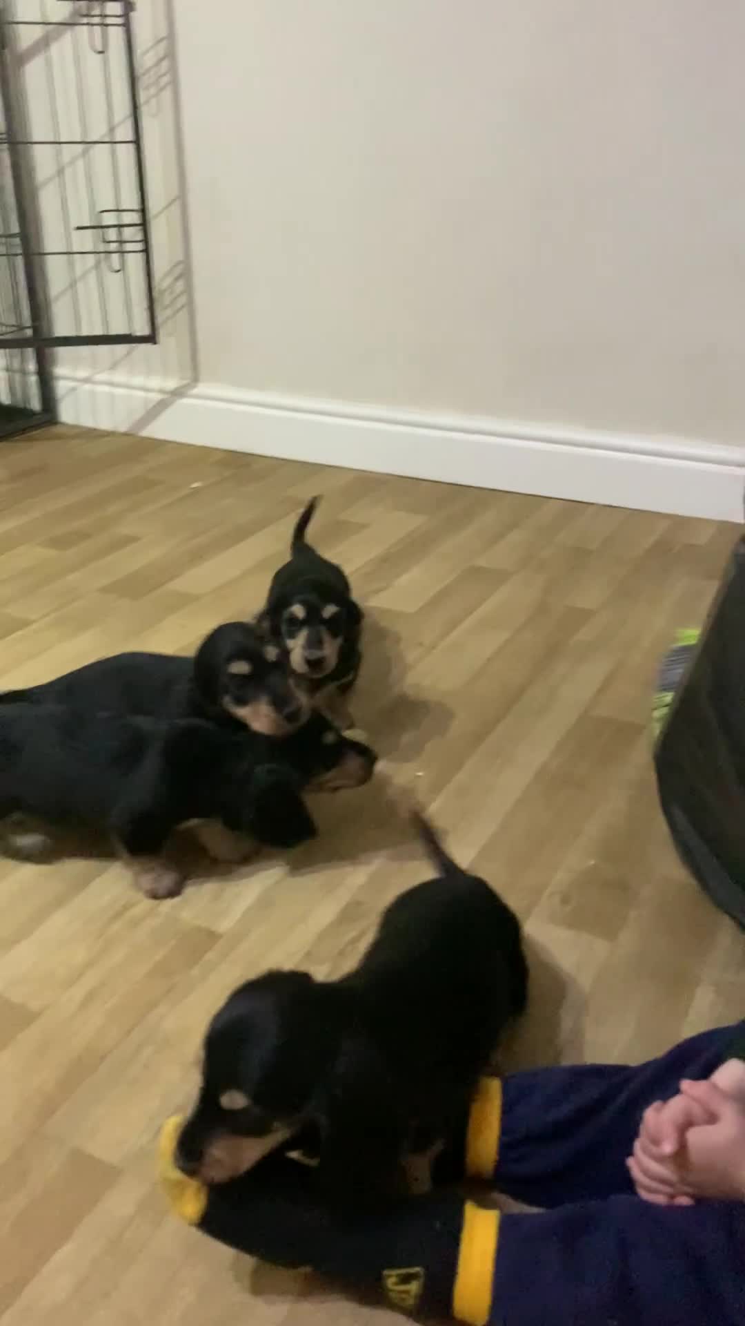 Miniature Dachshund dogs for sale: Miniature longhaired dacsund babies  - Video 1