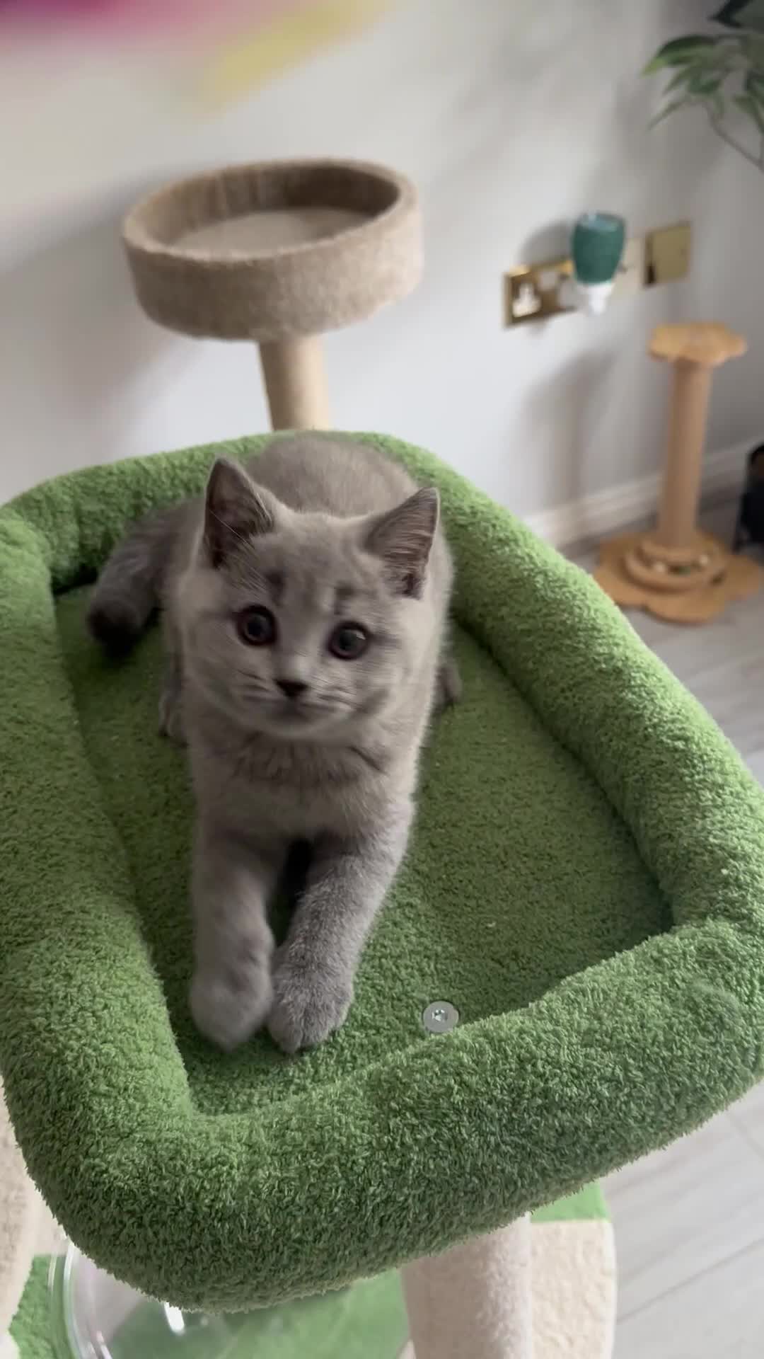 British Shorthair cats for sale: Pedigree British Blue Female Available next week   - Video 1