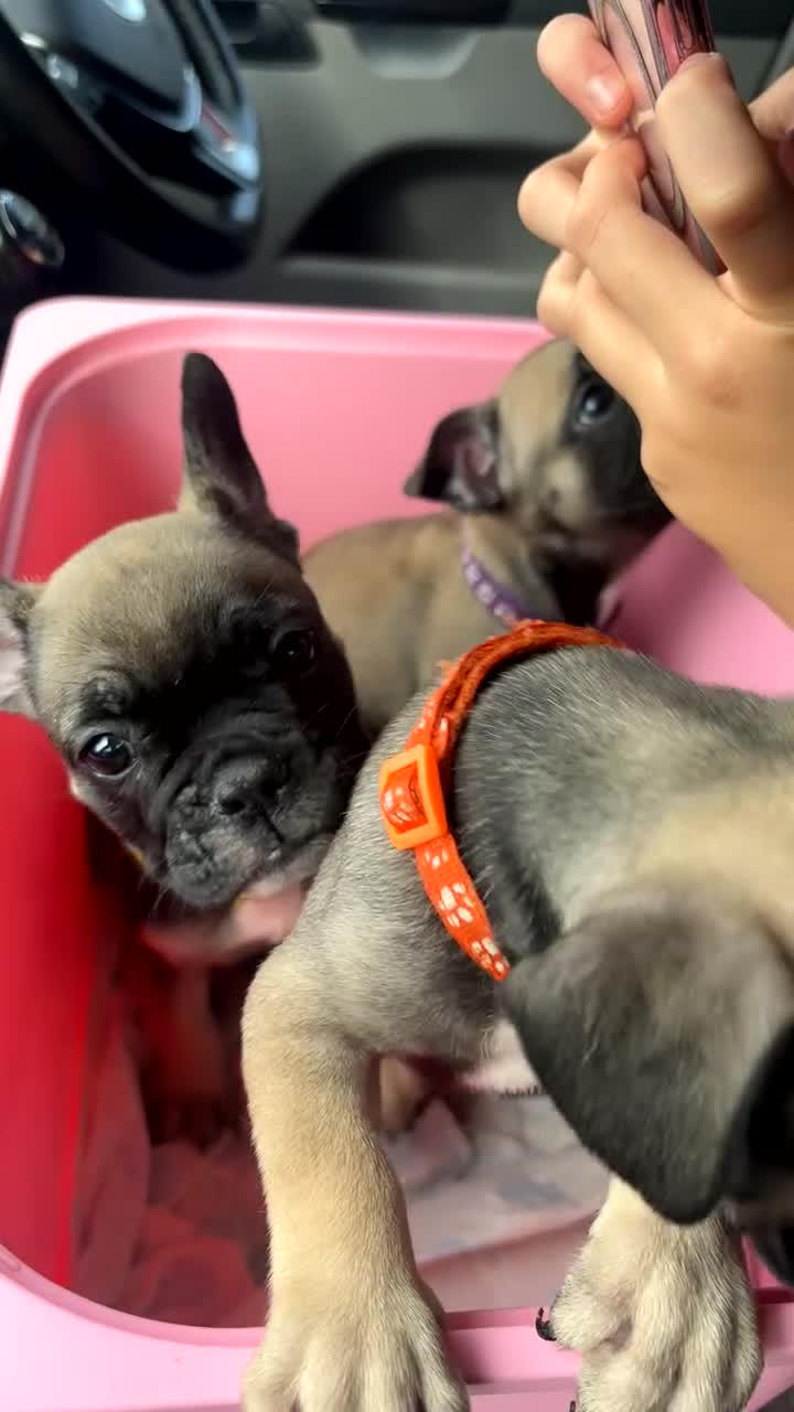 Mixed Breed dogs for sale: French bulldog x British bulldog - Video 2