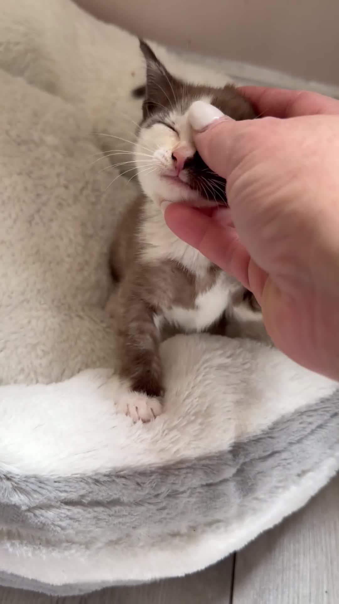 Bengal cats for sale: Beautiful baby kitten❤️ - Video 4