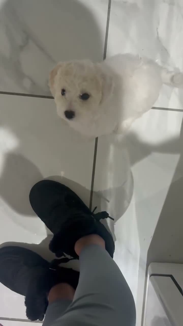Cavapoochon dogs for sale: *REDUCED* LAST TINY BOY LEFT ready to leave - Video 1