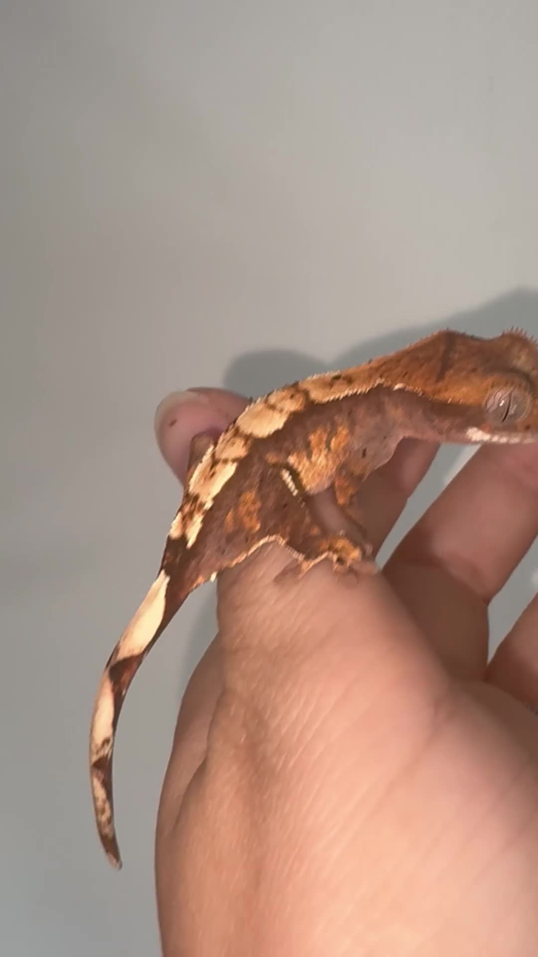 Gecko reptiles for sale: Crested geckos for sale! - Video 4