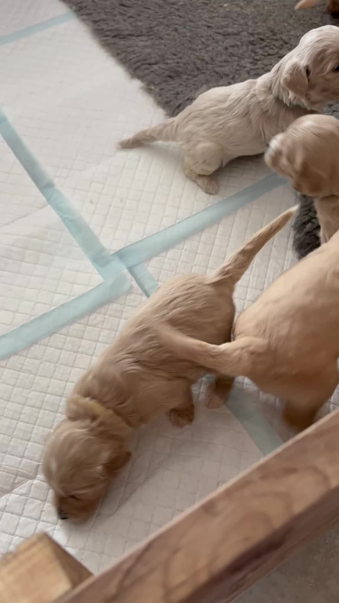 Mixed Breed dogs for sale: Beautiful litter of 10 Golden Doodles  - Video 1